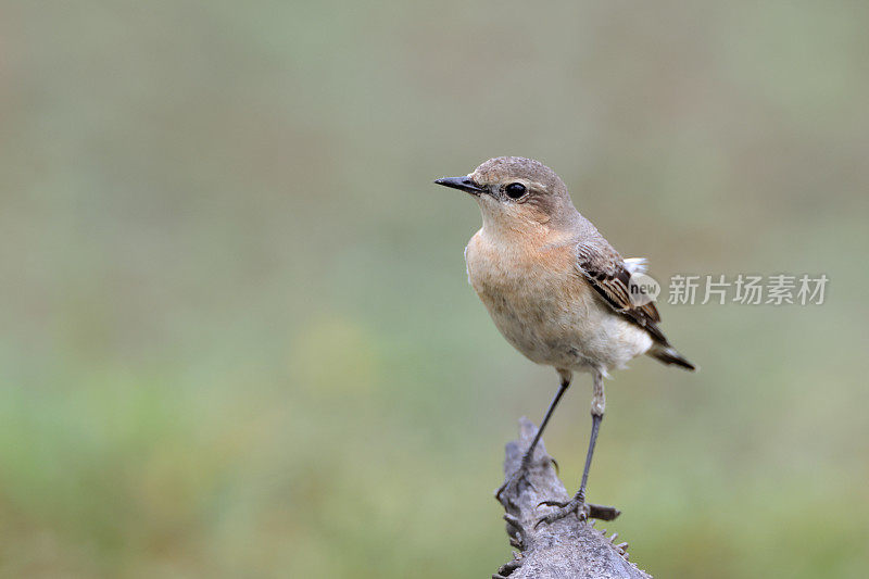 画眉鸟:成年北方麦穗或麦穗(Oenanthe Oenanthe)。